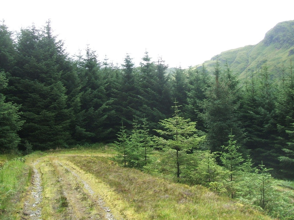 Photo 6x4 Gleann Beag Forest Track Cairndow Track leads up from the glen c2010