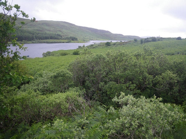 Photo 6x4 Looking at Loch Meadhoin over willows and rowans Dervaig c2010