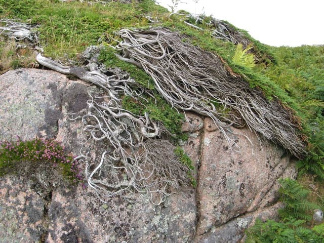 Photo 6x4 Juniper forest Fionnphort A number of low Juniper bushes are mo c2010