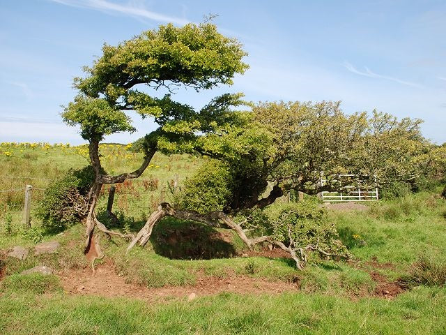 Photo 6x4 Wind-blown tree Drumlemble I think it's a hawthorn; my wif c2010