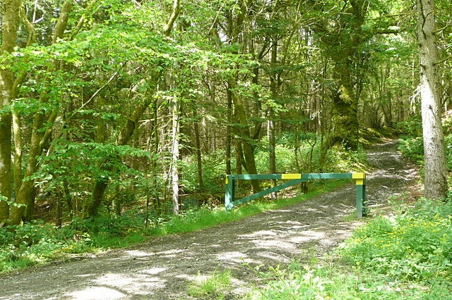 Photo 6x4 Into Irfon forest Rhandirmwyn This is a bridleway that enters t c2010