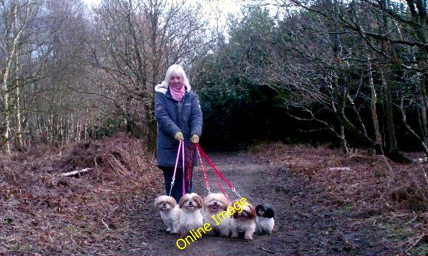 Photo 6x4 Pods Wood, Tiptree, Essex Messing Shih Tzus walking in the wood c2010