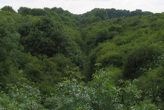 Photo 6x4 Old Railway cutting in August 2010 Thorpe Satchville  c2010