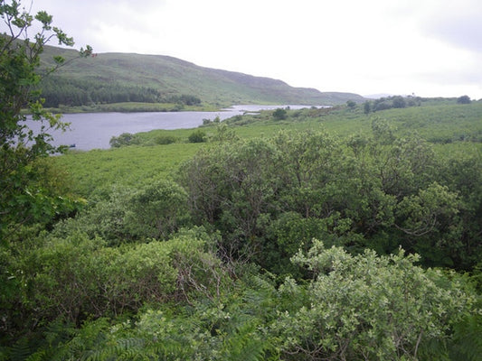 Photo 6x4 Looking at Loch Meadhoin over willows and rowans Dervaig  c2010