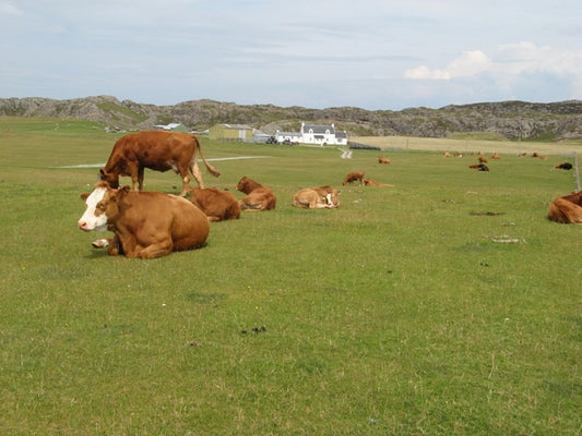 Photo 6x4 West End cows Baile M\u00f2r An amiable and unconcerned group o c2010