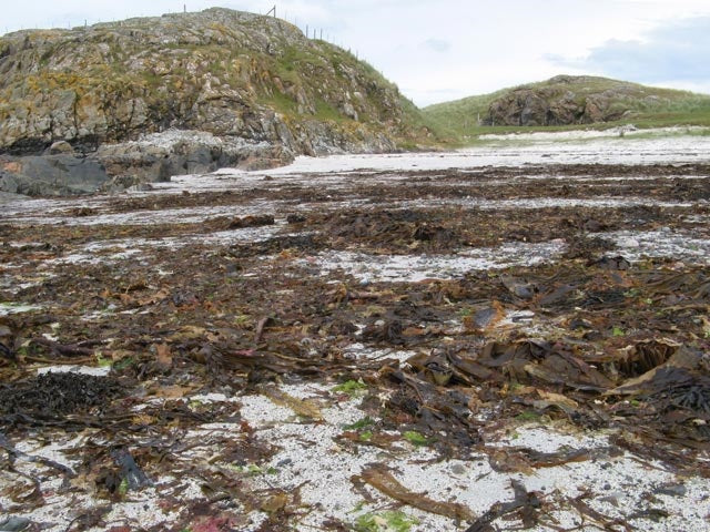 Photo 6x4 Stranded kelp Baile M\u00f2r A huge mass of kelp has been throw c2010