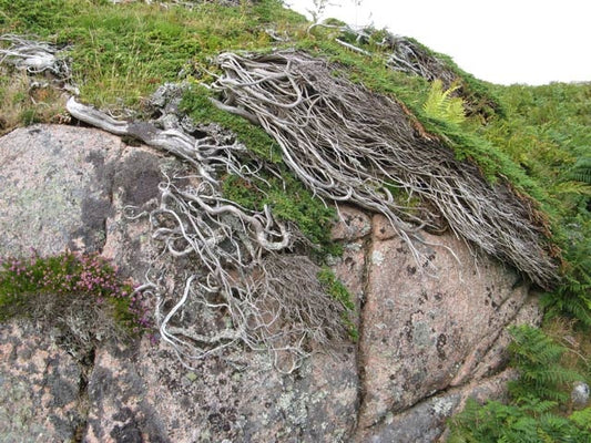 Photo 6x4 Juniper forest Fionnphort A number of low Juniper bushes are mo c2010