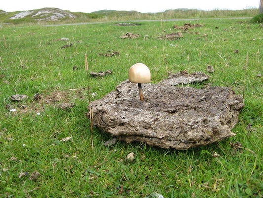 Photo 6x4 Mushroom habitat Fionnphort A delicate mushroom growing in a dr c2010