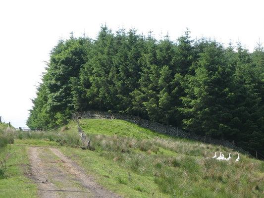 Photo 6x4 Trackbed of the former Rookhope-Westgate railway (6)  c2010