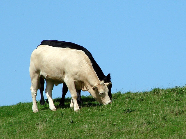 Photo 6x4 Me and my shadow Nantyronen Station Cattle viewed from the top  c2010