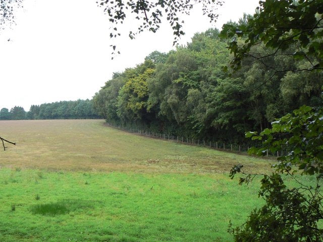 Photo 6x4 Edge of the wood Newtyle\/NO2941 Seen from the embankment of a  c2010