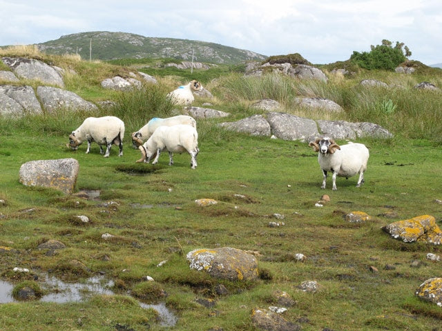 Photo 6x4 Well-horned sheep Fionnphort A group of rather fierce-looking t c2010