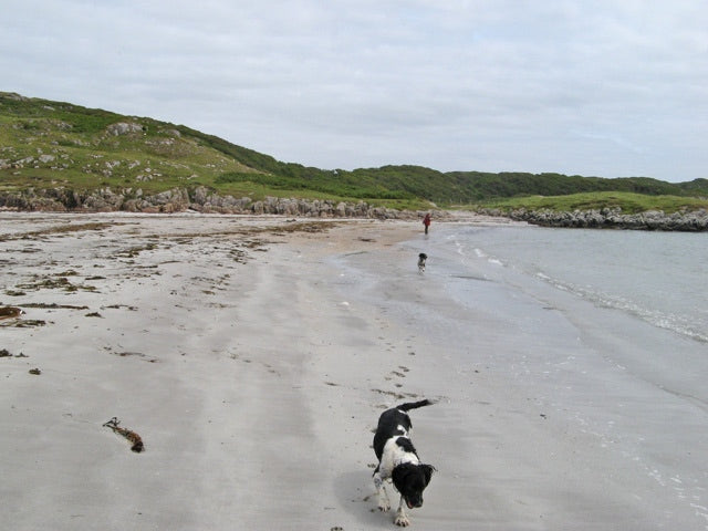 Photo 6x4 At the tideline Fionnphort The southern end of the Erraid Sound c2010