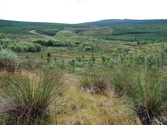 Photo 6x4 Forestry south of Barr Glen Glenbarr This area of new planting  c2010