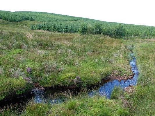 Photo 6x4 Forest burn and young trees Glenbarr The southern slopes of Bar c2010