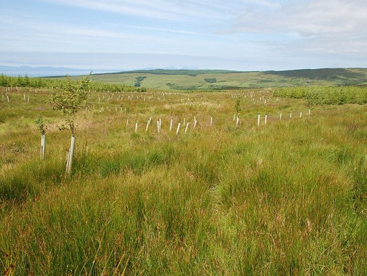 Photo 6x4 A future birch glade Glenbarr Careful and sensitive new plantin c2010