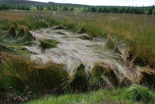 Photo 6x4 Deer-flattened grasses Cnoc Reamhar\/NR7035 A large patch of gr c2010