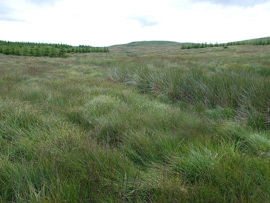 Photo 6x4 Moorland and new planting Cnoc Reamhar\/NR7035 A wide area of c c2010