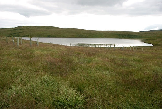 Photo 6x4 Loch Arnicle Cnoc Eoghainn A new planting of birch trees in the c2010