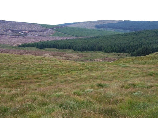 Photo 6x4 Looking into the forest Cnoc Eoghainn Looking from the moorland c2010