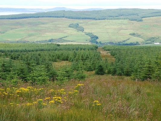 Photo 6x4 Forest ride Glenbarr Looking down into Barr Glen from a block o c2010