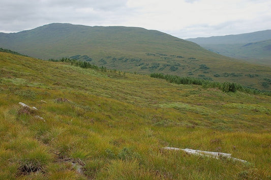 Photo 6x4 Planted area now unfenced Bridge of Orchy The trees are presuma c2010