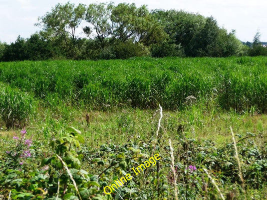 Photo 6x4 Bio-fuel crop Methley Lanes Between the former railway line and c2010