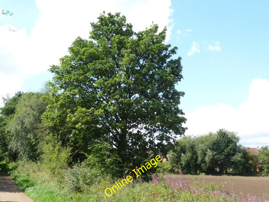 Photo 6x4 Tree alongside the former railway line Normanton\/SE3822 Was th c2010