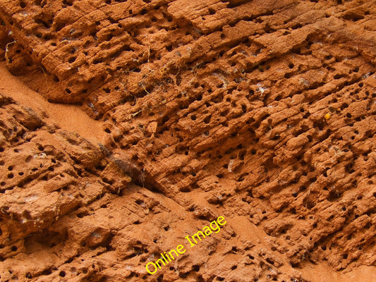 Photo 12x8 Bee Bank Budleigh Salterton Holes made in the Devon clay banks  c2010