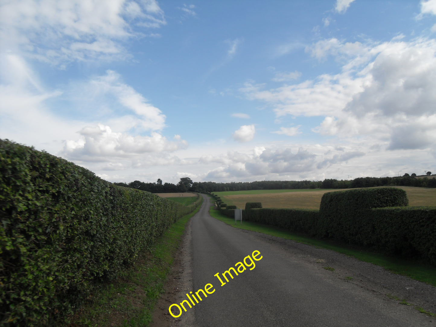 Photo 12x8 Chilford Hall Driveway Balsam  c2010