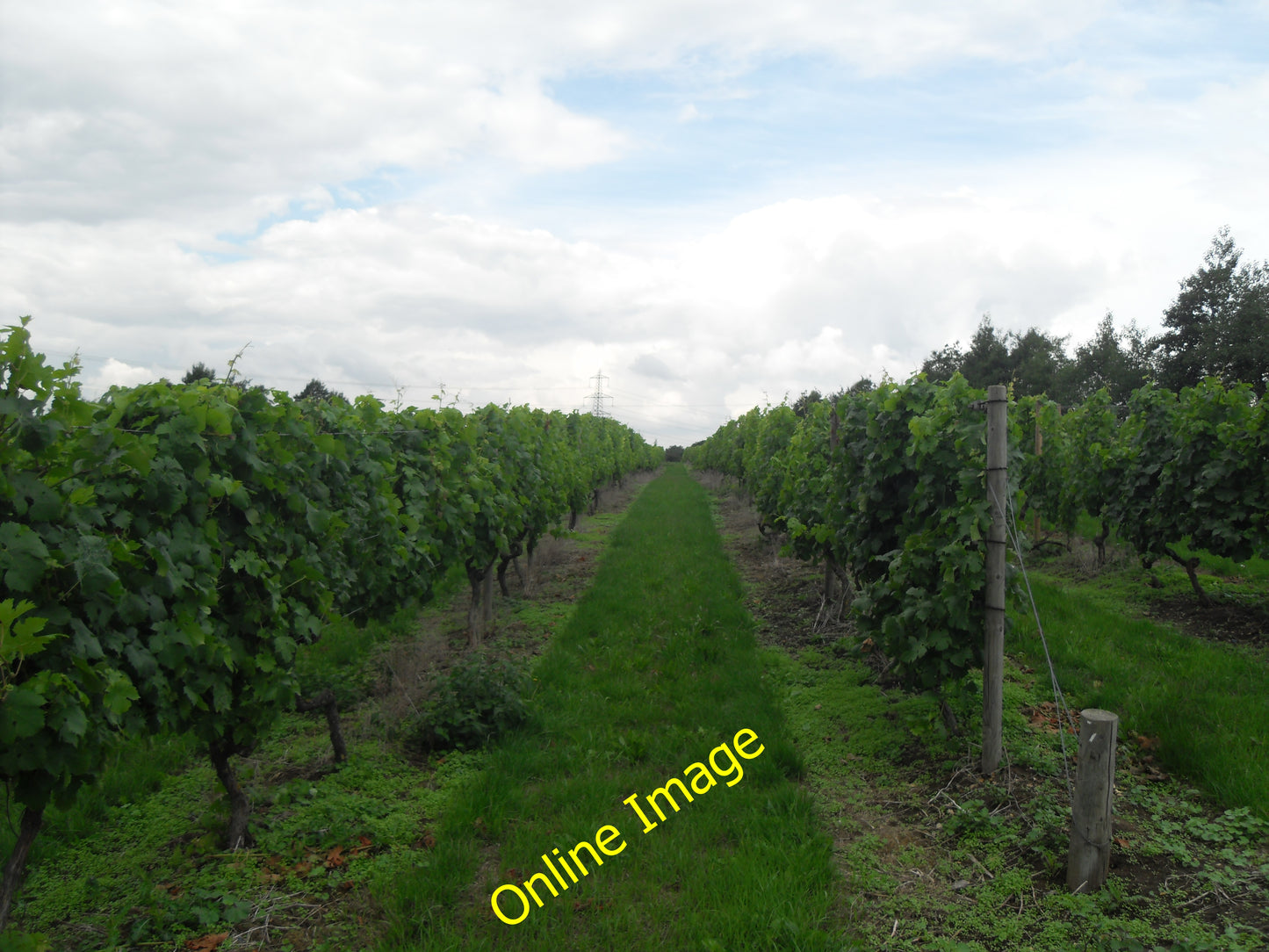 Photo 12x8 Vineyard at Chilford Hall Hildersham  c2010