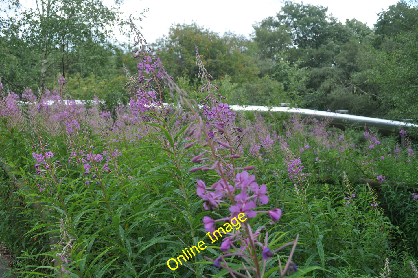 Photo 12x8 Monkey World : Rosebay Willowherb Bovington Camp There are no p c2010