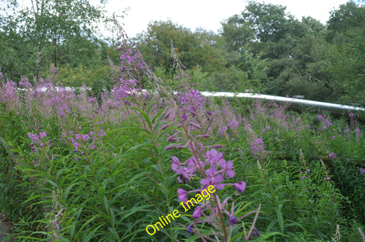 Photo 12x8 Monkey World : Rosebay Willowherb Bovington Camp There are no p c2010