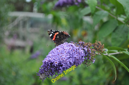 Photo 12x8 Monkey World : Buddleia & Butterfly Bovington Camp Monkey World c2010