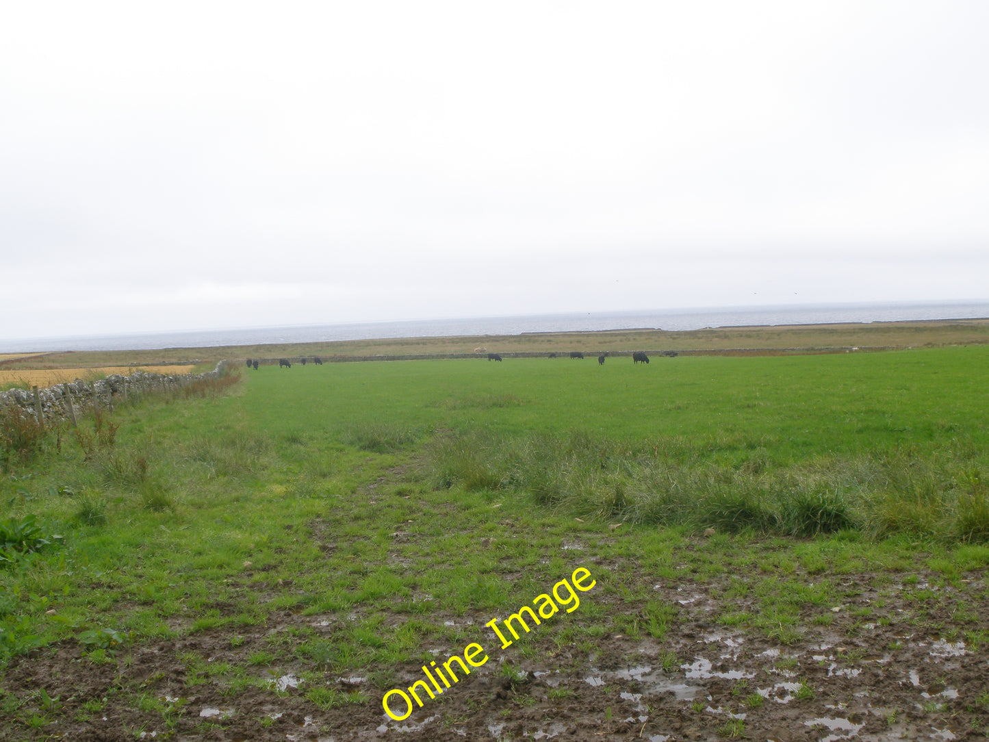 Photo 12x8 Grazing  land next to Dounreay Power Station Isauld  c2010