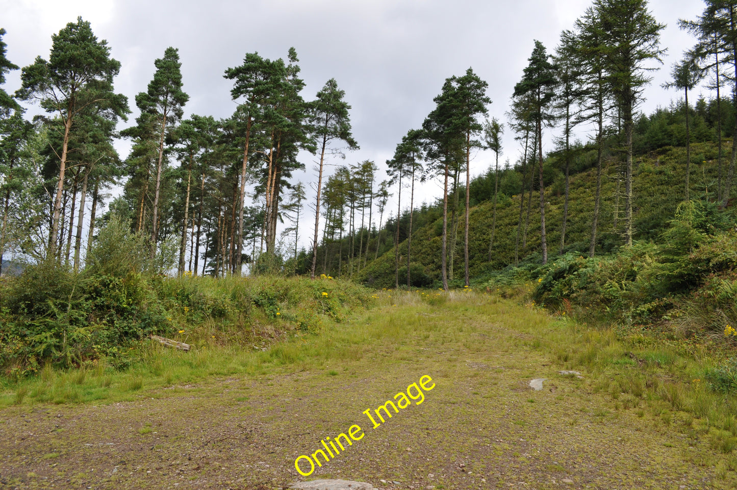 Photo 12x8 Wooded area on Barmore Island Tarbert\/NR8668  c2010