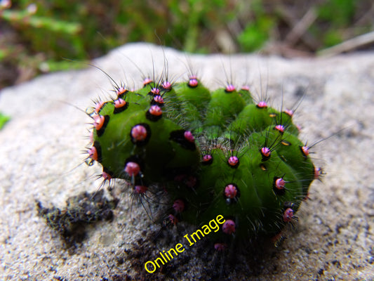 Photo 12x8 Moorland bug Lothbeg This little fella looks as if he has his p c2010