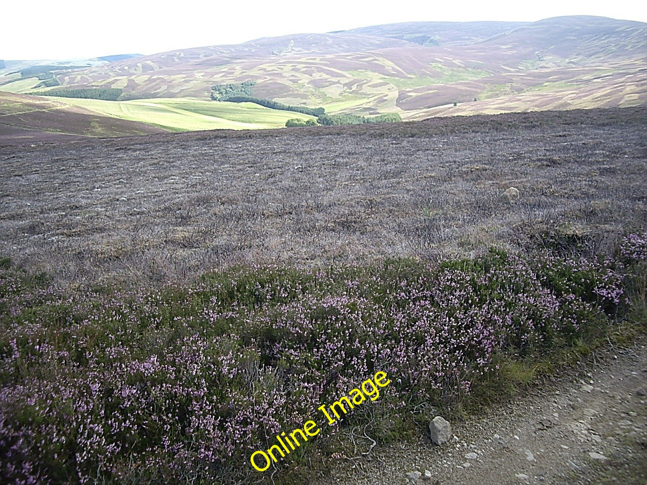 Photo 6x4 Managed heather above Auldtown Migvie Regrowth after controlled c2010