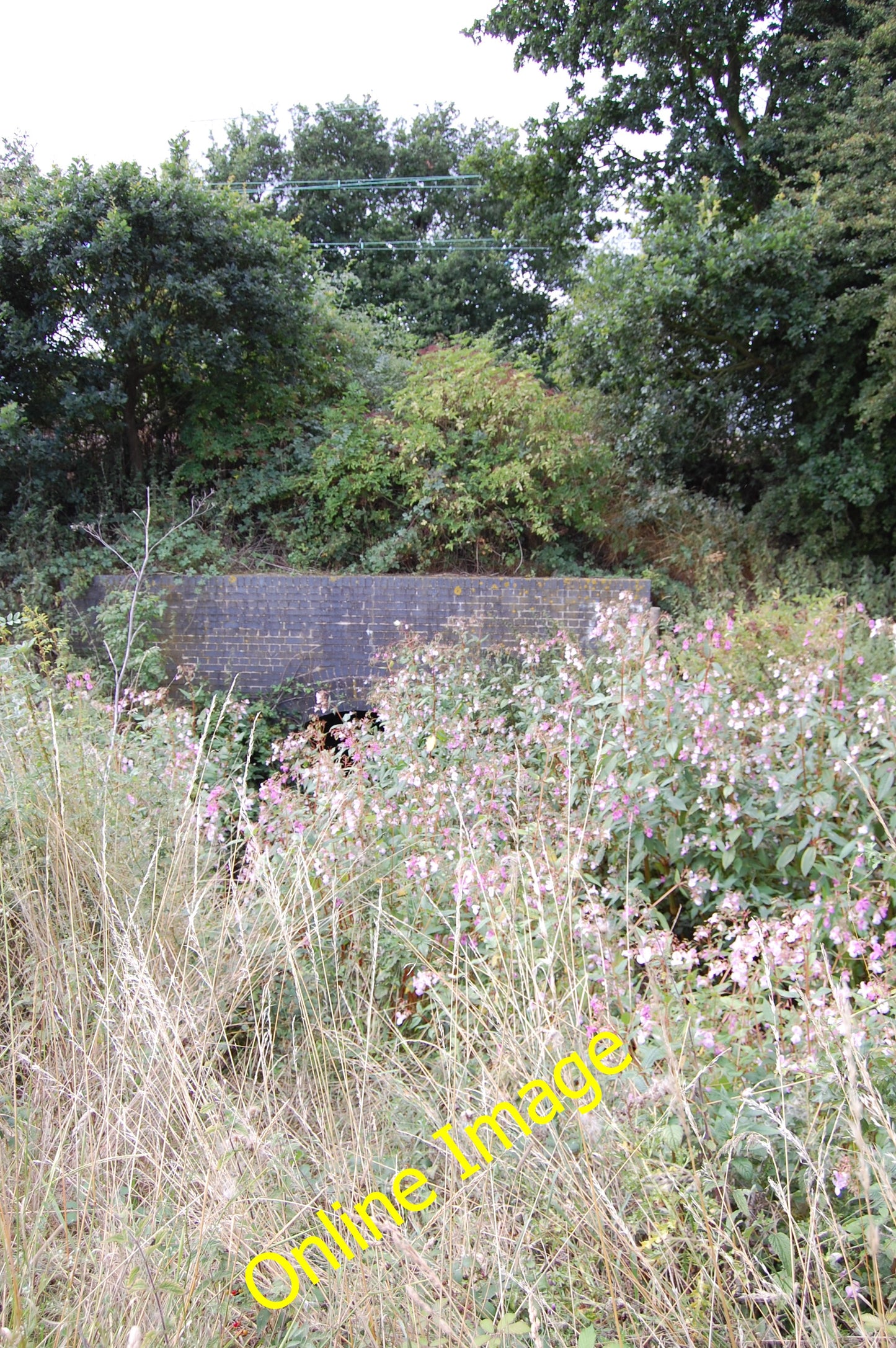 Photo 6x4 Railway culvert Shotgate Stream choked with Himalayan Balsam (I c2010