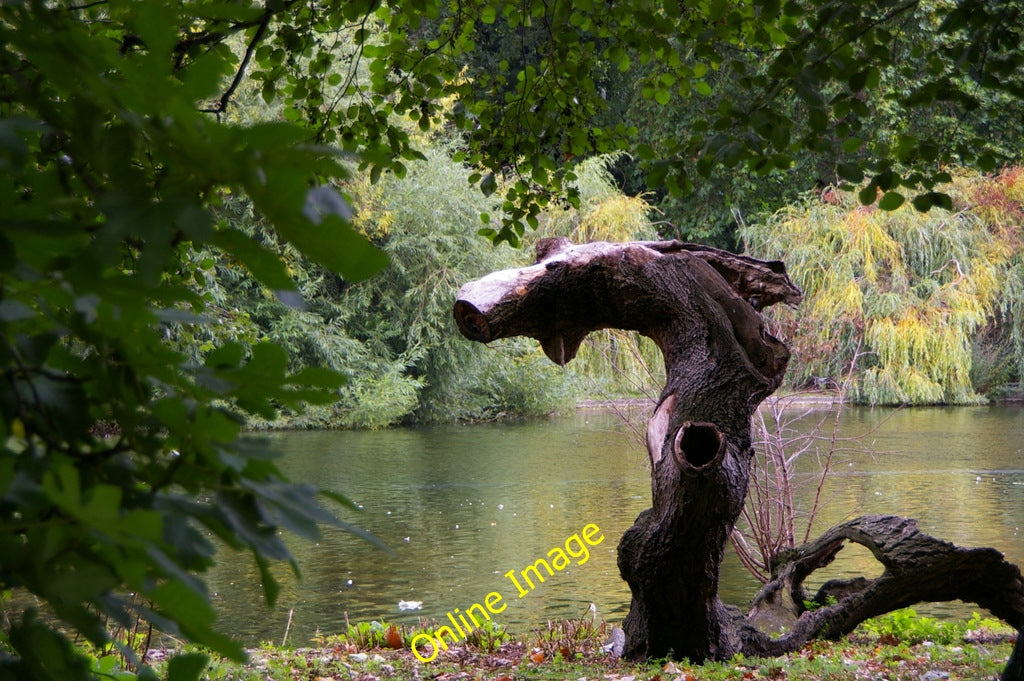 Photo 6x4 Dead Wood, St James's Park, London Westminster Piece of a dead  c2010