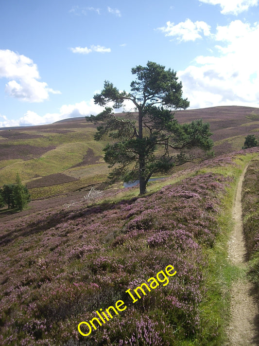 Photo 6x4 A lone pine Migvie By the track to Lazy Well. c2010