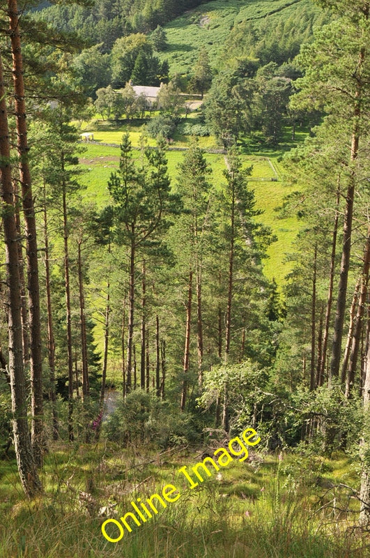 Photo 6x4 View through the forest to Lonach Roughpark  c2010