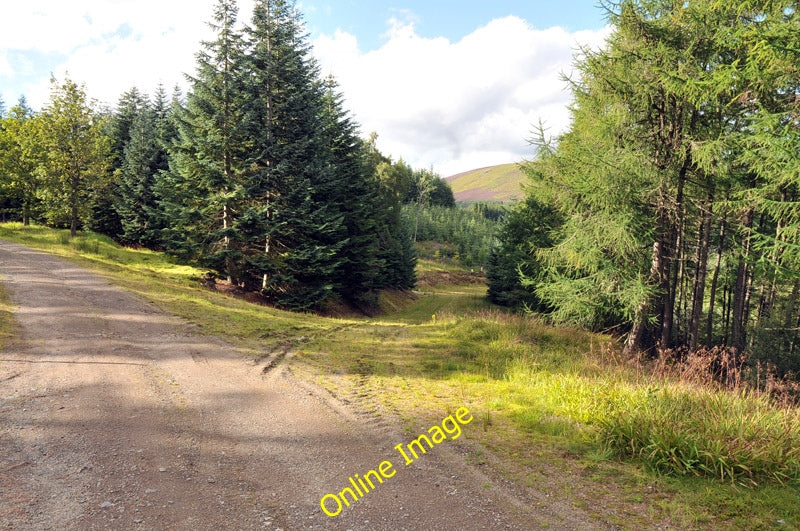 Photo 6x4 Junction of the tracks in Wood of Delhandy Roughpark  c2010