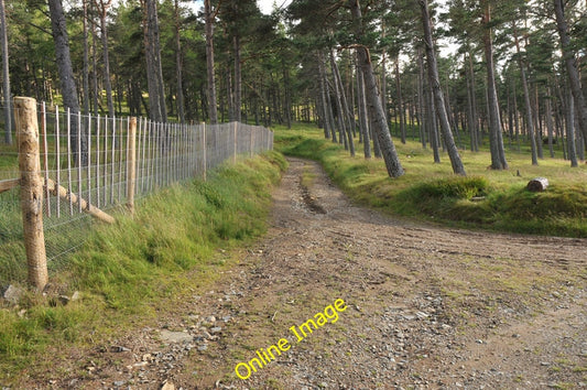 Photo 6x4 Track in the forest near Belniden  c2010