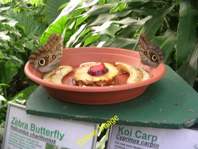 Photo 6x4 Two Owl Butterflies at a feeding Station - Tropical World Lidge c2010