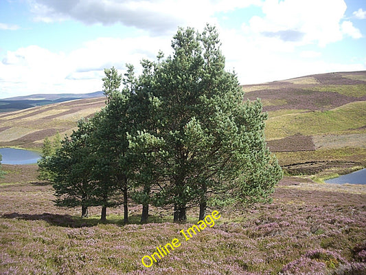 Photo 6x4 Remnants of a stand of pine Migvie Between the Tarland to Rippa c2010