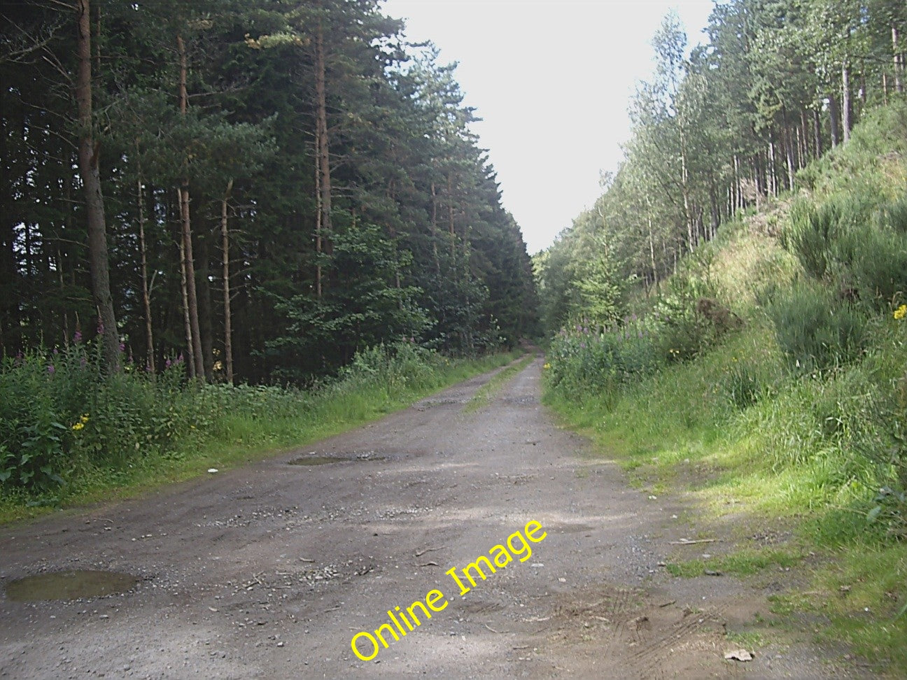 Photo 6x4 Forest track by River Don Heugh-head\/NJ3811 West up the left b c2010