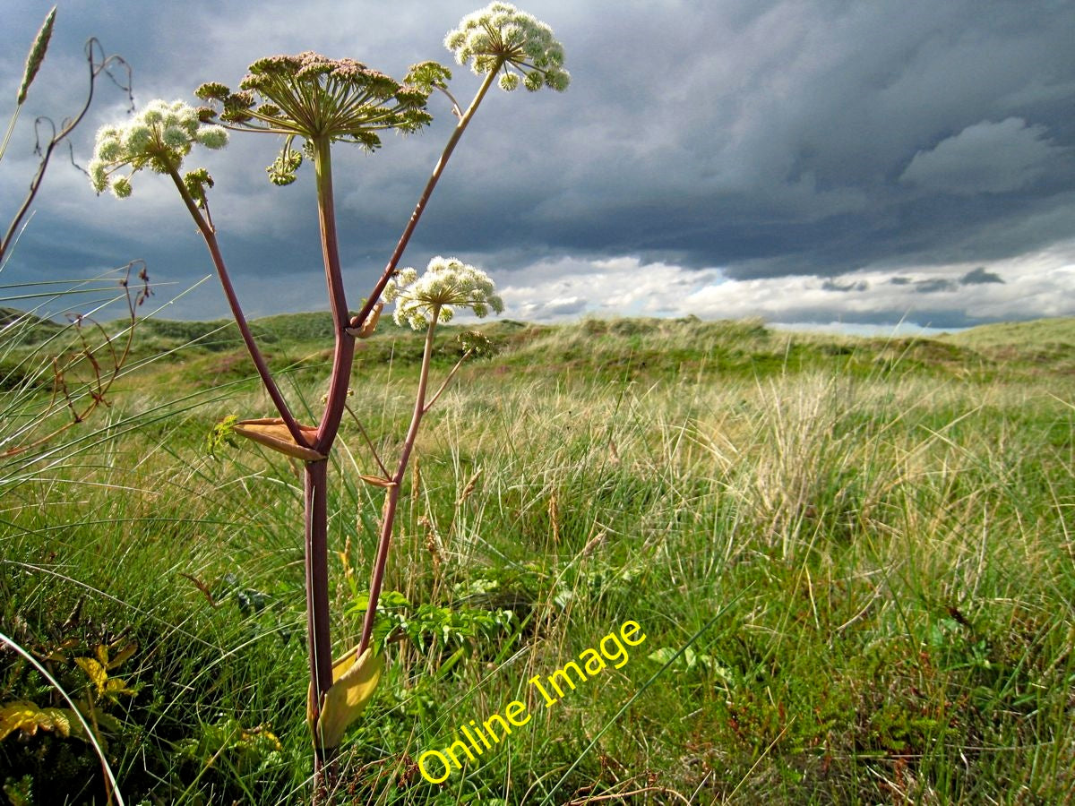 Photo 6x4 Forvie: sand dune vegetation and distant rain clouds Collieston c2010