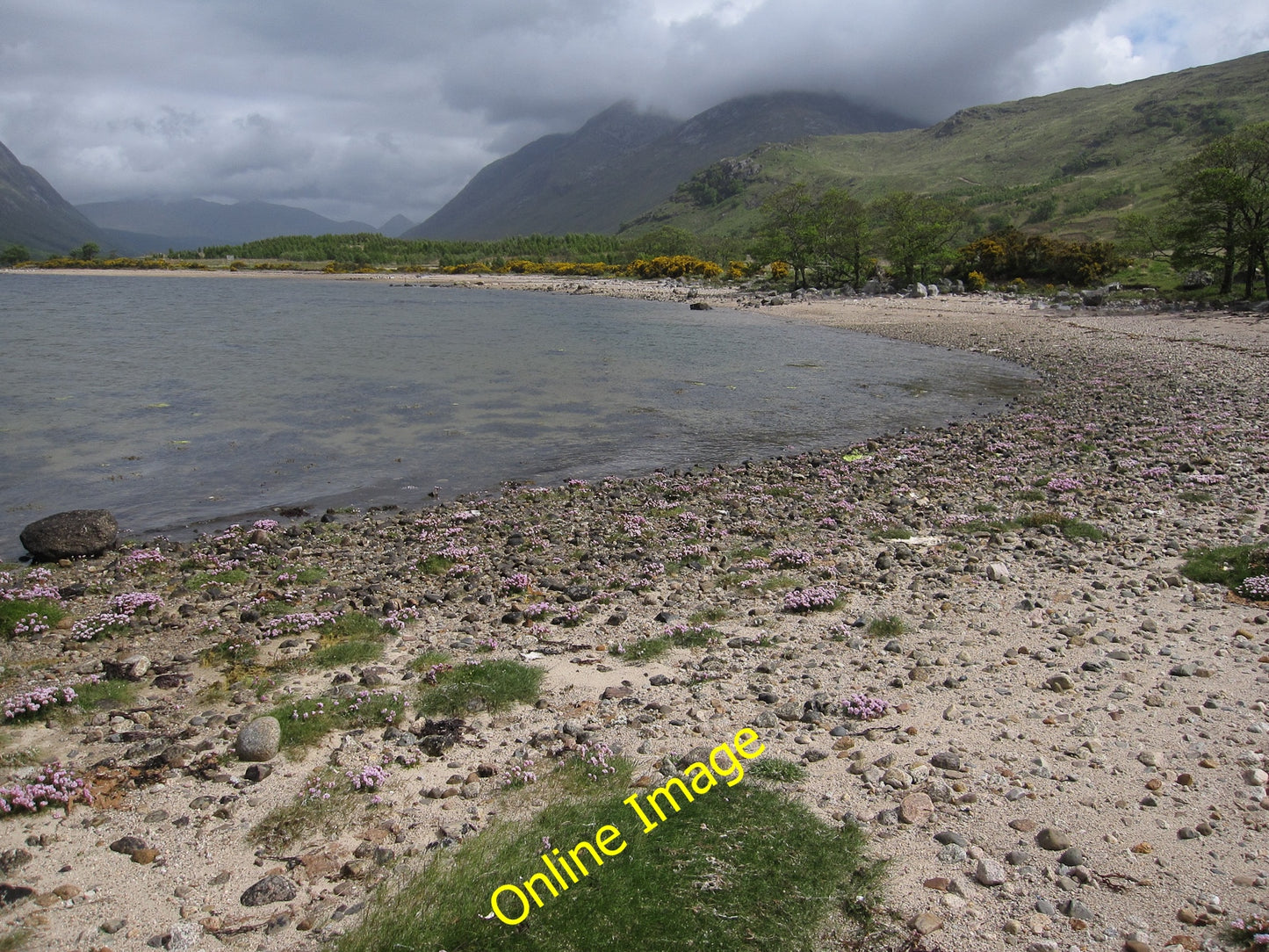 Photo 6x4 Armaddy Bay Rubha \u00c0ird Rainich Thrift growing on the beach c2010