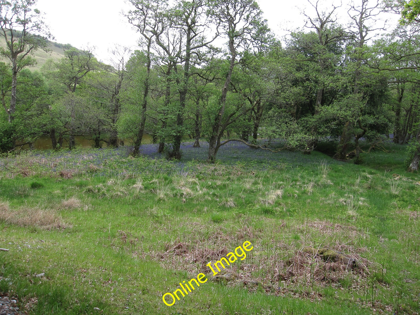 Photo 6x4 Bluebells in the wood Armaddy By River Kinglass. c2010